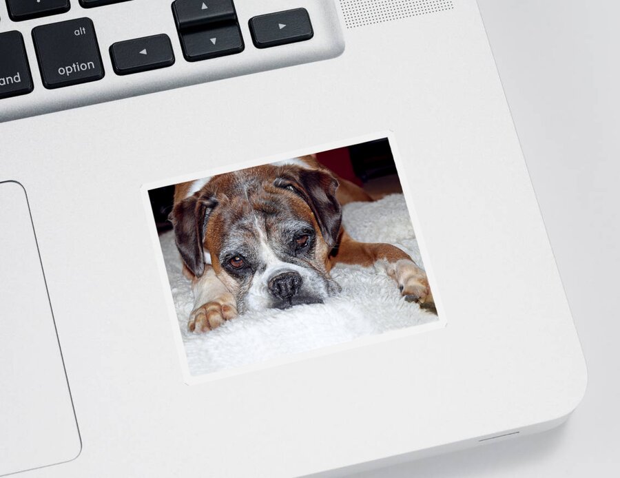 Boxer Dog Sticker featuring the photograph Please Let Me Stay By The Fire by Gill Billington