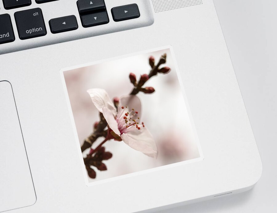 Plum Blossom Sticker featuring the photograph Plum Pink by Caitlyn Grasso
