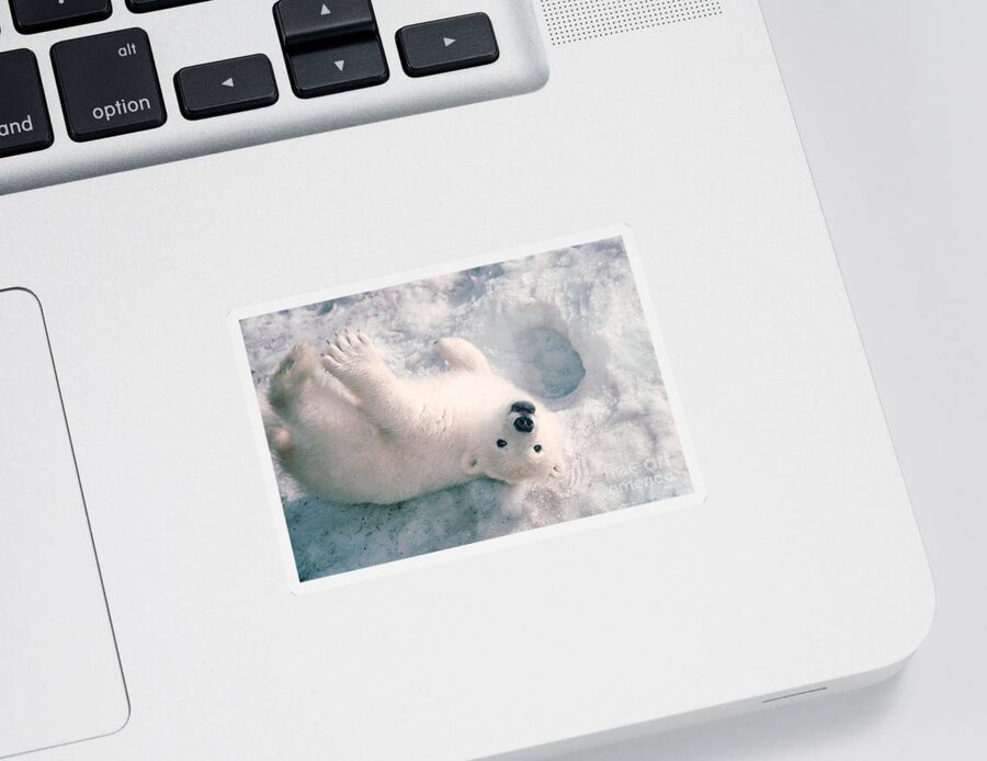 Animal Sticker featuring the photograph Polar Bear Cub by Mark Newman