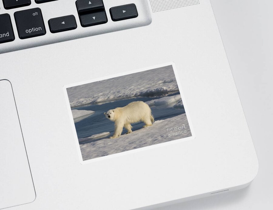 Polar Bear Sticker featuring the photograph Polar Bear Walking On Ice by John Shaw
