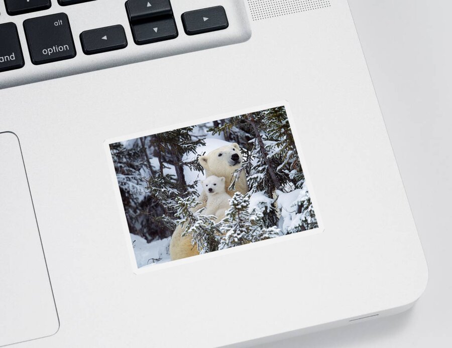 Polar Bear Sticker featuring the photograph Polar Bear With Cub by M. Watson