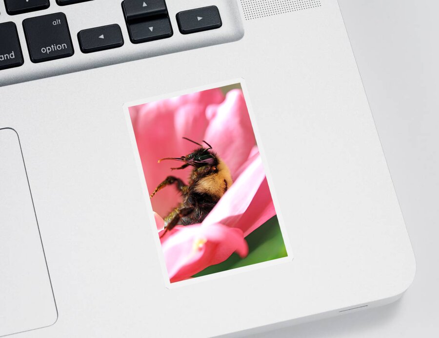 Insects Sticker featuring the photograph 'Pollen High' by Jennifer Robin