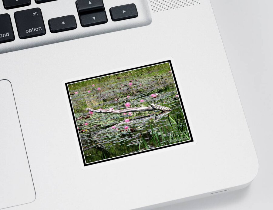 Water Lily Sticker featuring the photograph Pond of Pink Waterlilies by Rose Santuci-Sofranko