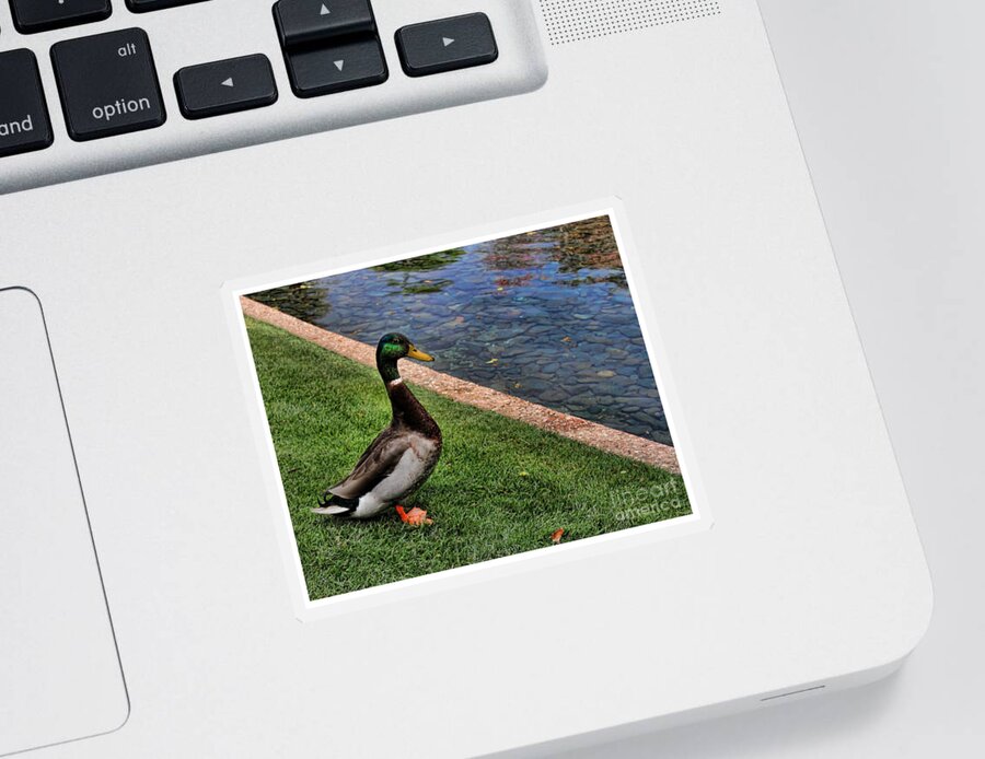 Duck Sticker featuring the photograph Pondering a Swim by Lee Dos Santos