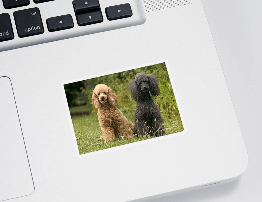Poodle Sticker featuring the photograph Poodle Dogs by Jean-Michel Labat