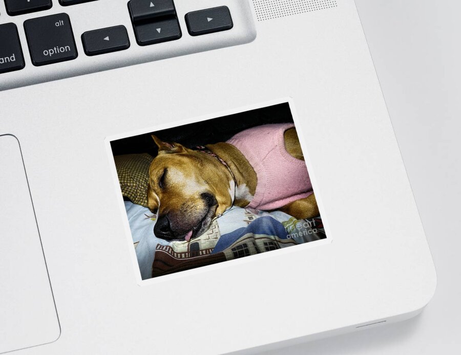  Sticker featuring the photograph Pooped Pup by Robyn King