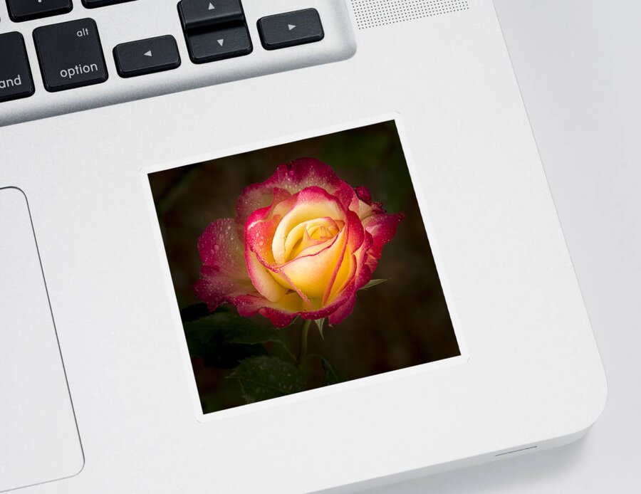 Single Rose Sticker featuring the photograph Portrait of a Double Delight Rose by Jean Noren