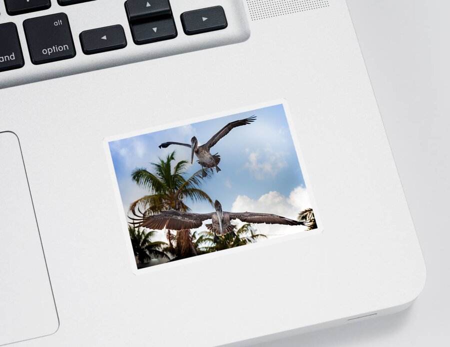 Pelicans Sticker featuring the photograph Practice Makes Perfect by Karen Wiles
