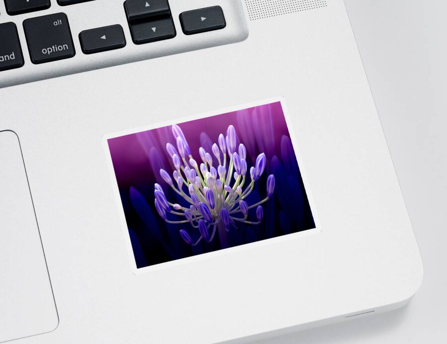 Agapanthus Sticker featuring the photograph Praise by Holly Kempe
