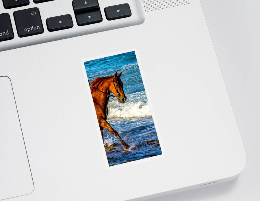 Horses Sticker featuring the photograph Prancing in the Sea by Shannon Harrington
