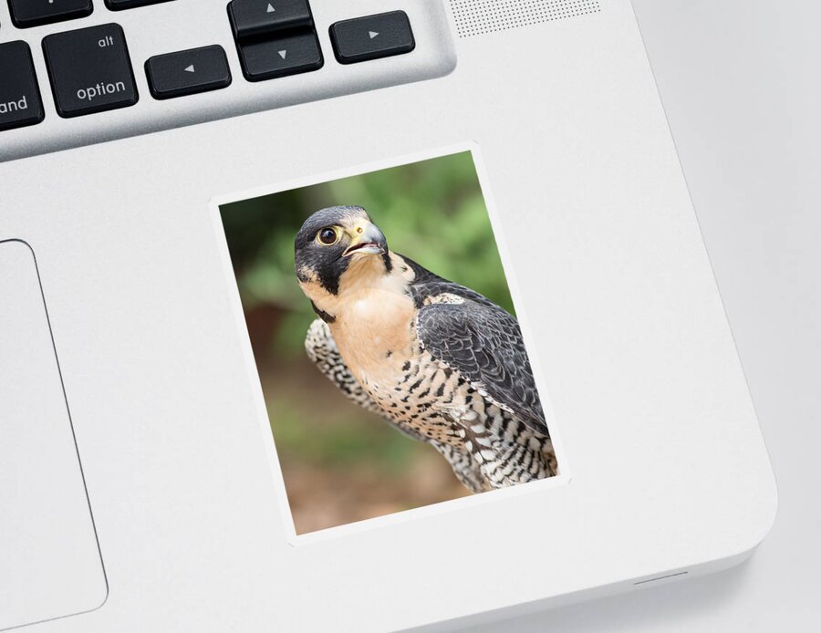 Falcon Sticker featuring the photograph Predator by Dale Kincaid