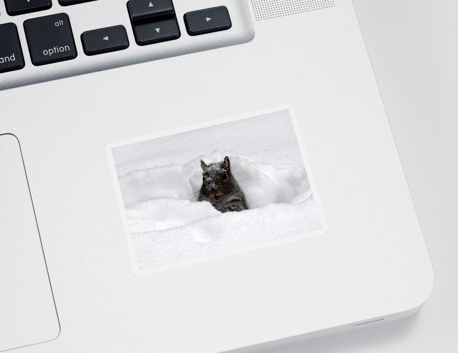 Nature Sticker featuring the photograph Pretty Cool Cat... by Mike Martin