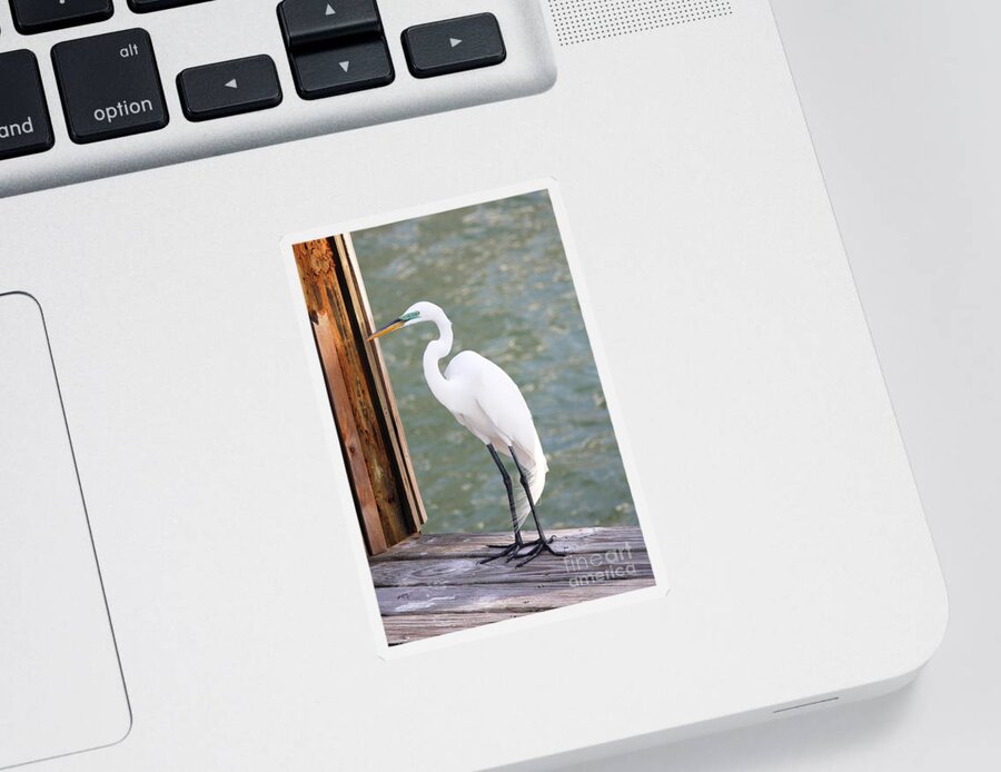 Egret Sticker featuring the photograph Pretty Great Egret by Carol Groenen