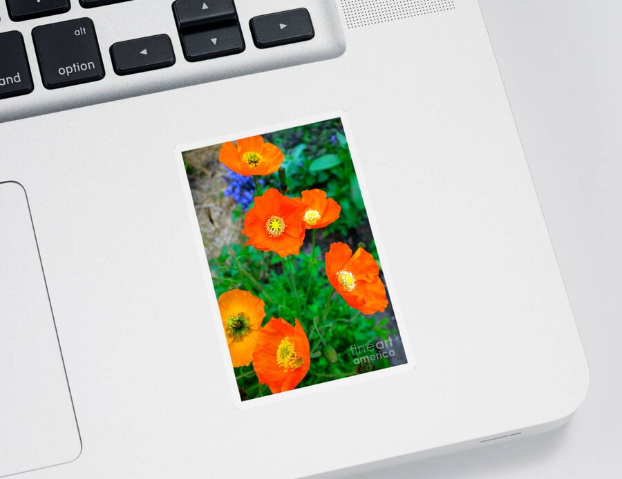 Poppy Sticker featuring the photograph Pretty In Orange by Jacqueline Athmann