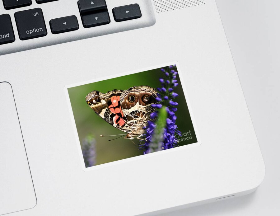 Butterflies Sticker featuring the photograph Pretty Painted Lady by Kathy Baccari