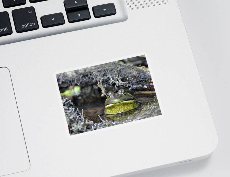 Frog Sticker featuring the photograph Bullfrog by Glenn Gordon