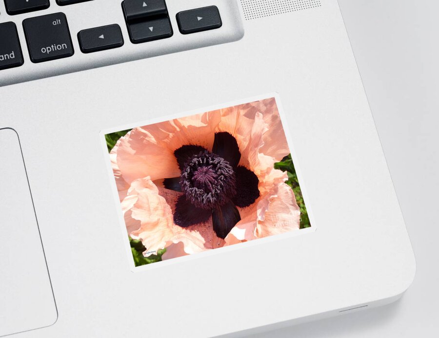 Flower Photography Sticker featuring the photograph Princess Victoria Louise Poppy by Lingfai Leung
