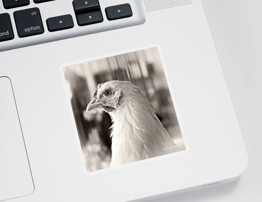 Chicken Sticker featuring the photograph Prize Winning Hen by Edward Fielding