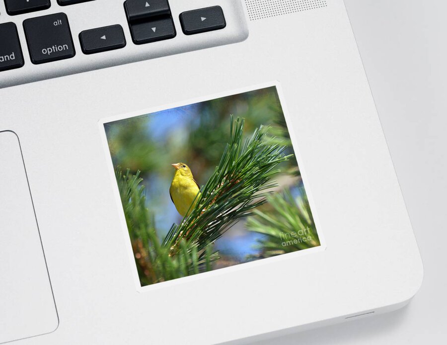 American Goldfinch Sticker featuring the photograph Profile In the Pines by Kerri Farley