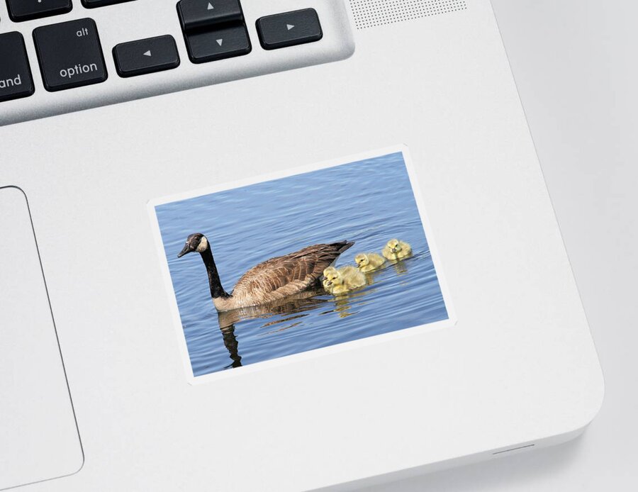 Canada Goose Sticker featuring the photograph Proud Mother by Doris Potter