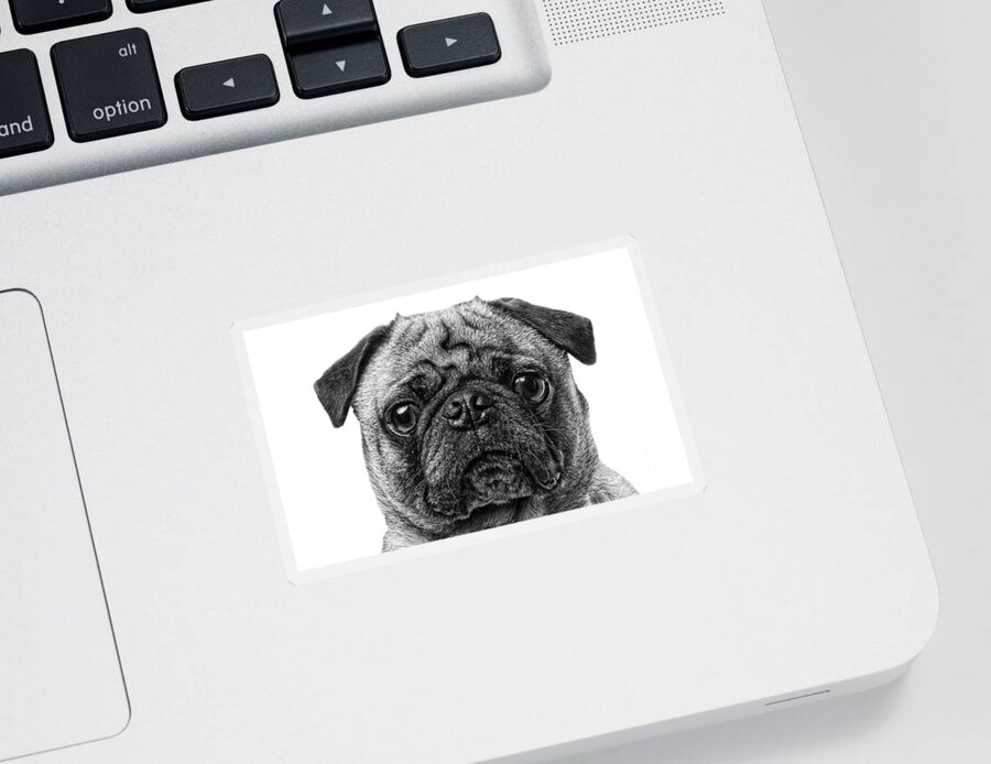 Animal Sticker featuring the photograph Pug Dog black and white by Edward Fielding