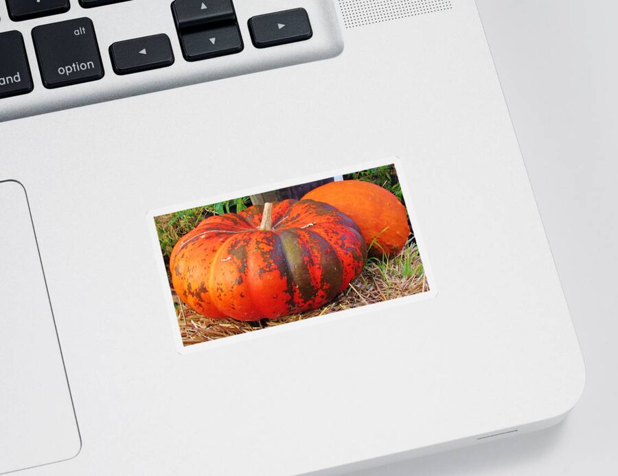 Pumpkin Sticker featuring the photograph Pumpkins by Cynthia Guinn