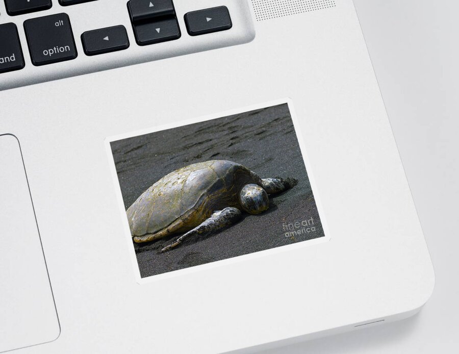 Fine Art Print Sticker featuring the photograph Punaluu Turtle by Patricia Griffin Brett