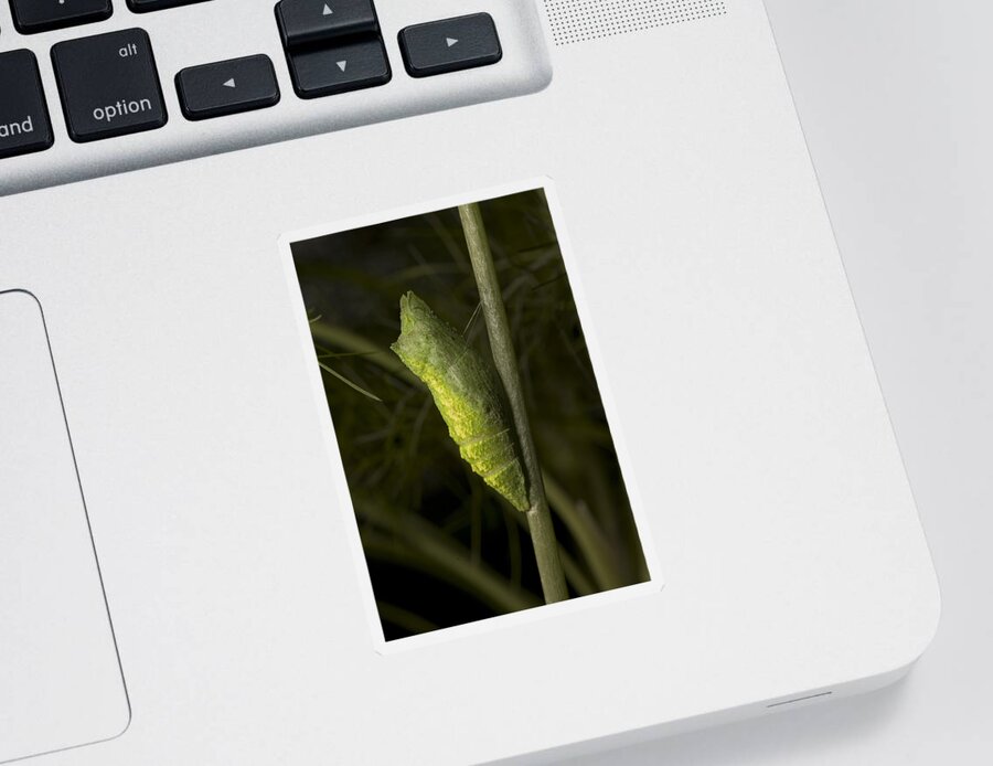 Animal Sticker featuring the photograph Pupa Of Black Swallowtail Butterfly by Robert Noonan