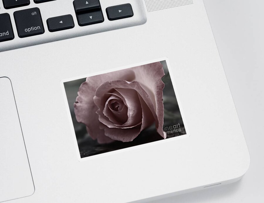 Rose Sticker featuring the photograph Pure Love by Clare Bevan