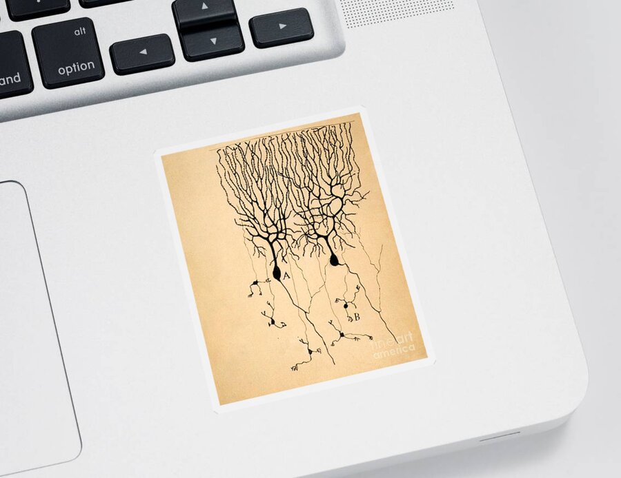 Purkinje Cells Sticker featuring the photograph Purkinje Cells by Cajal 1899 by Science Source