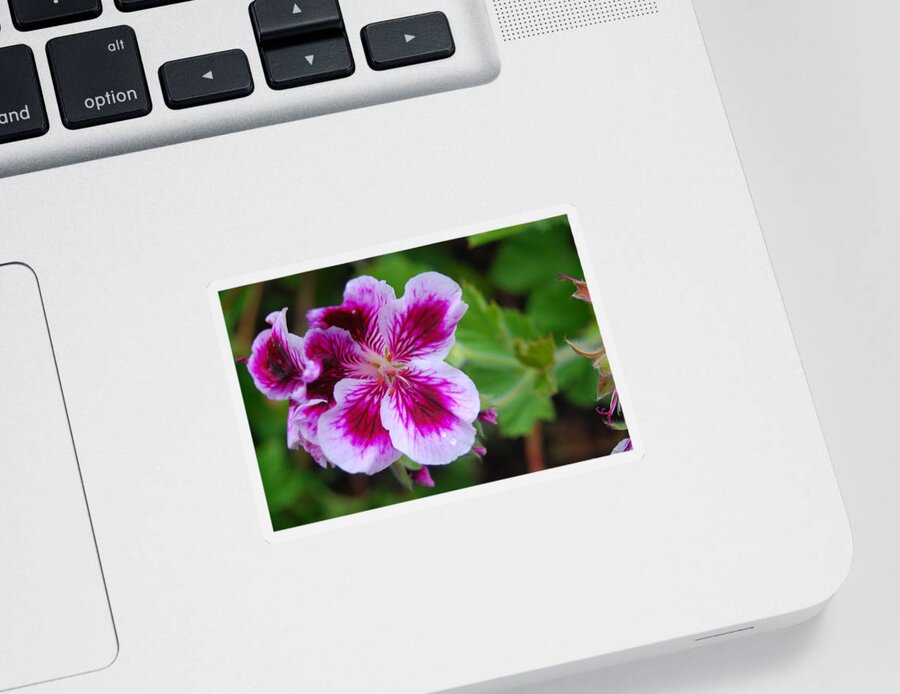 Flower Sticker featuring the photograph Purple and White Flowers by Amy Fose