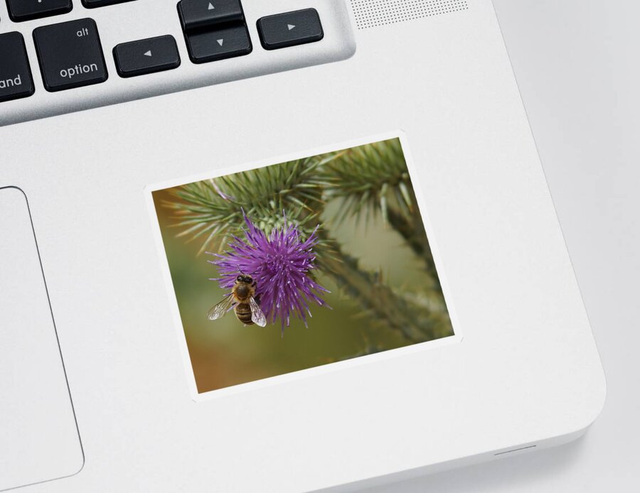 Thistle Sticker featuring the photograph Purple Glory 2 by Ernest Echols