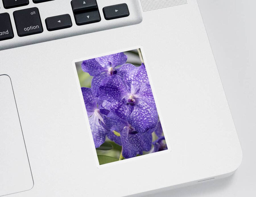 Orchids Sticker featuring the photograph Purple orchids by Elena Perelman