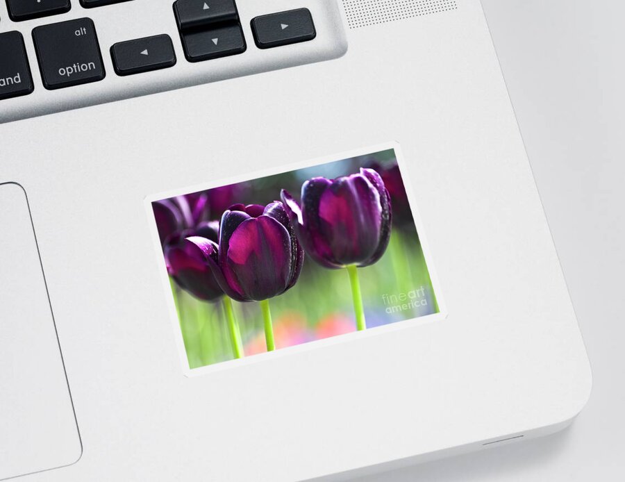 Tulip Sticker featuring the photograph Purple tulips by Heiko Koehrer-Wagner