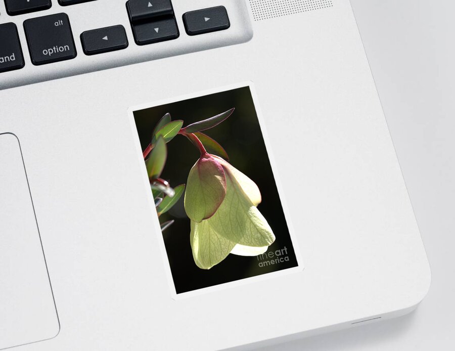 Qualup Bell Flower Sticker featuring the photograph Qualup Bell Flower by Joy Watson