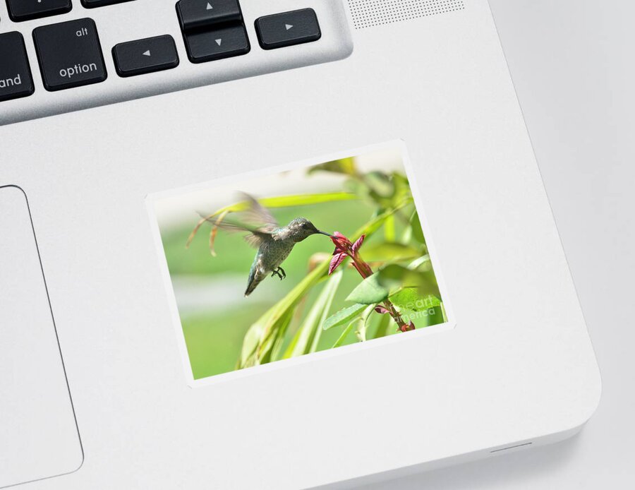 Hummingbird Sticker featuring the photograph Quiet Flight by Debby Pueschel