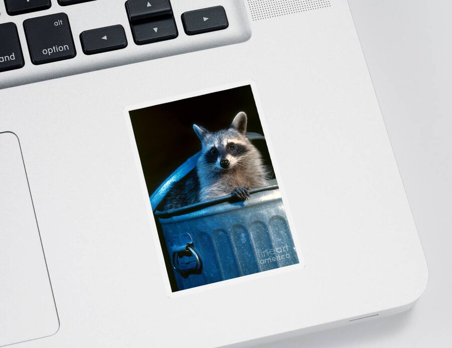 Raccoon Sticker featuring the photograph Raccoon in garbage can by Steve Maslowski 