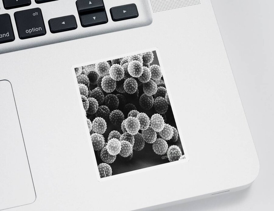 Science Sticker featuring the photograph Ragweed Pollen Sem by David M. Phillips / The Population Council