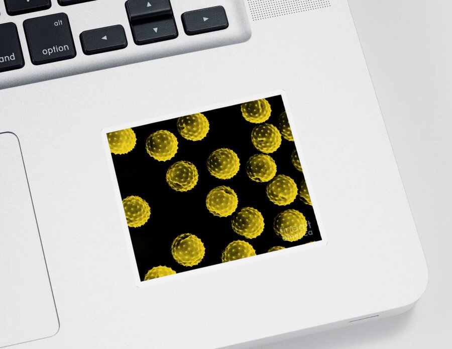Botany Sticker featuring the photograph Ragweed Pollen Sem by David M. Phillips