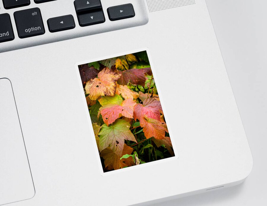 Fall Color Sticker featuring the photograph Rainbow of Fall Colored Leaves by Juli Ellen