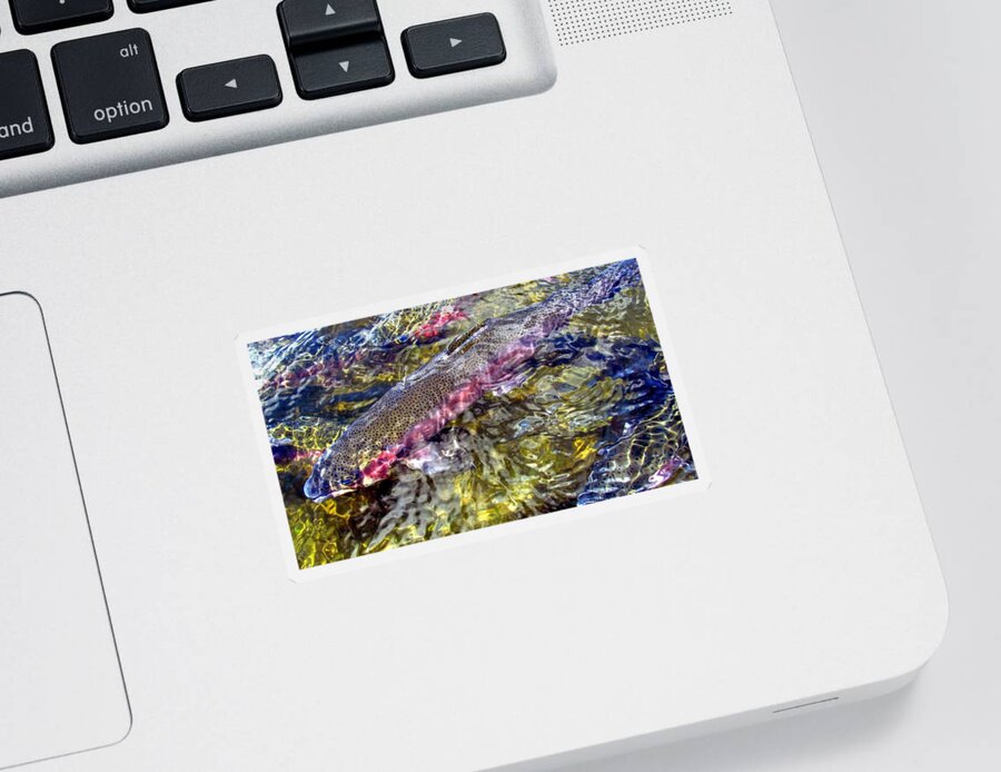 Rainbow Trout Sticker featuring the photograph Rainbow Trout by Carol Montoya