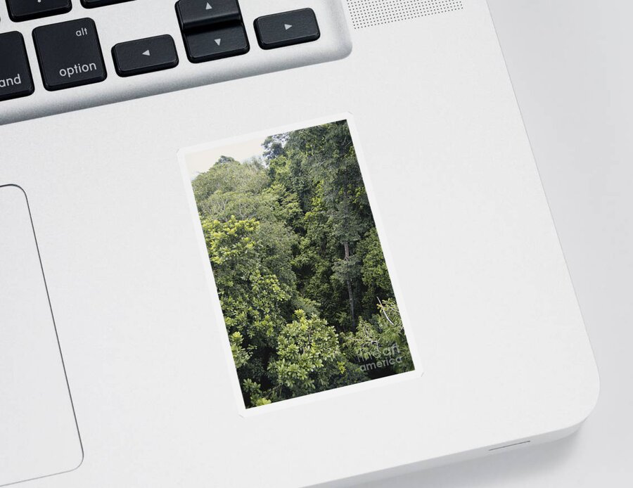Tropical Rainforest Sticker featuring the photograph Rainforest In Panama by Scott Camazine