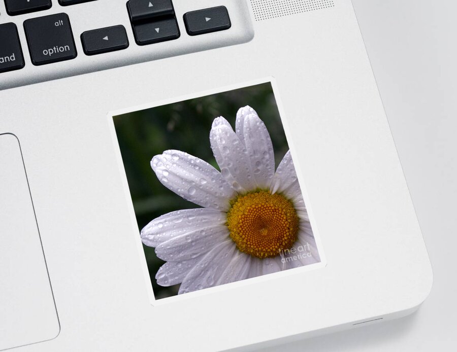 Flower Sticker featuring the photograph Rainy Day Daisy by Kevin Fortier