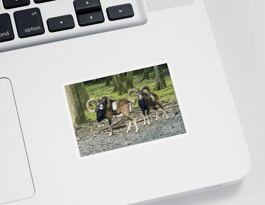 Photo Sticker featuring the photograph Rams in the Deer Park by Jutta Maria Pusl