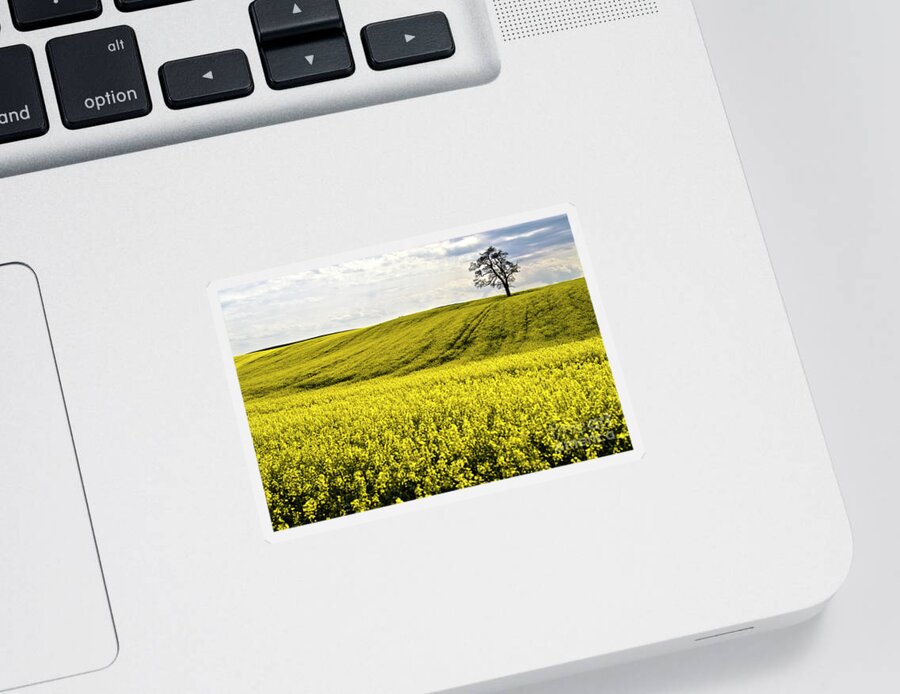 Heiko Sticker featuring the photograph Rape landscape with lonely tree by Heiko Koehrer-Wagner