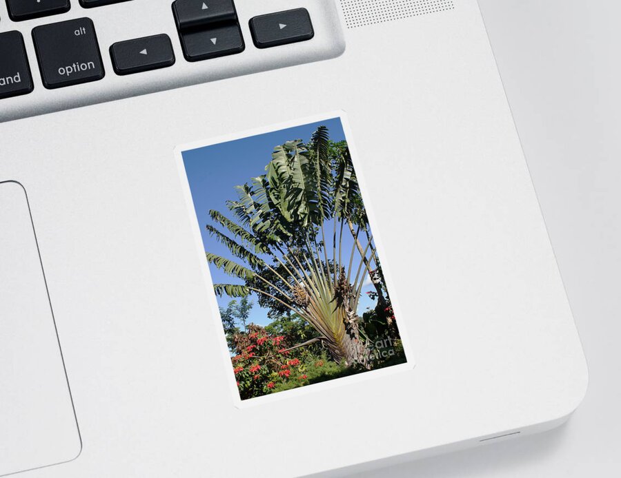 Africa Sticker featuring the photograph Ravenala palm tree Madagascar by Rudi Prott