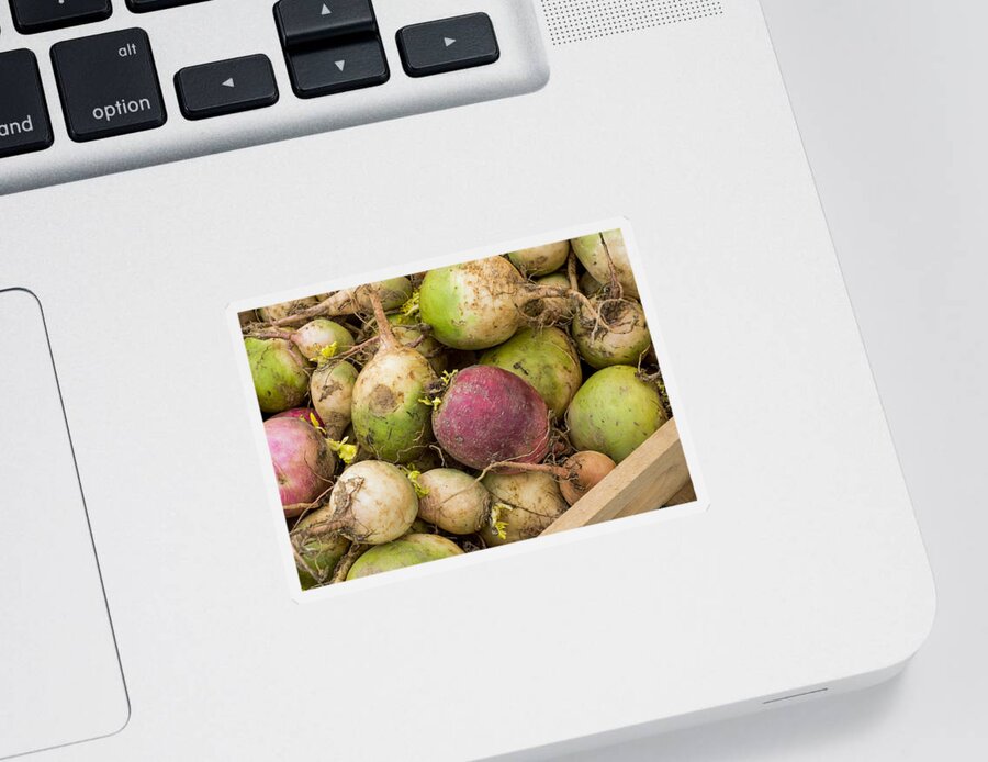 Red Sticker featuring the photograph Red and Green Radishes by Photographic Arts And Design Studio
