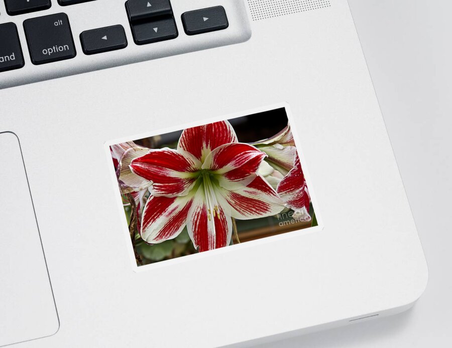 Flowers Sticker featuring the photograph Red and White by Kathy McClure