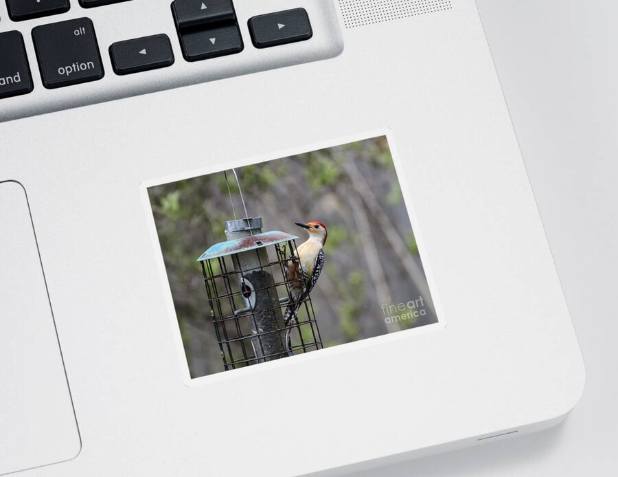 Red Bellied Woodpecker Sticker featuring the photograph Red Bellied Woodpecker by Judy Wolinsky