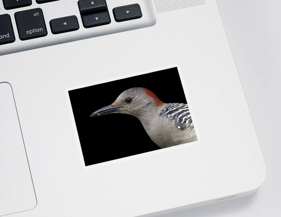 Red-bellied Woodpecker Sticker featuring the photograph Red-bellied Woodpecker by Meg Rousher